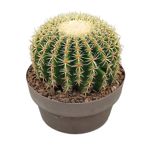 Echinocactus grusonii brevispinus