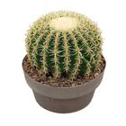 Echinocactus grusonii brevispinus