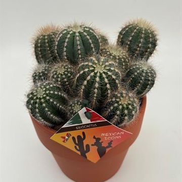 Eriocactus magnificus