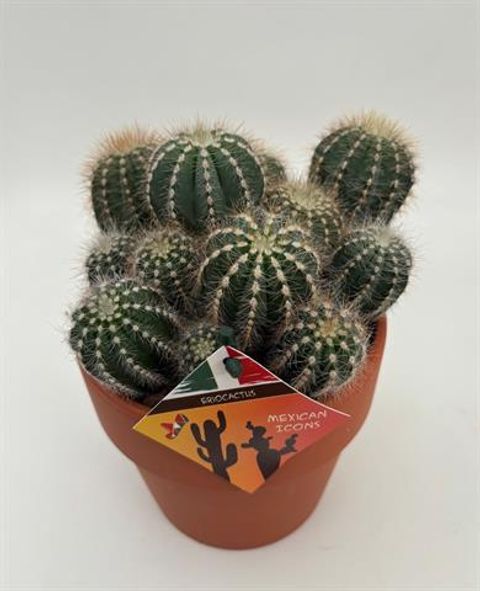 Eriocactus magnificus