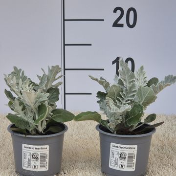 Senecio bicolor