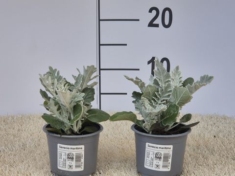 Senecio bicolor