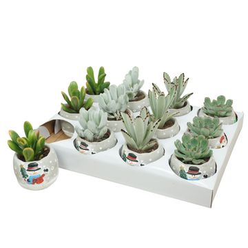 Succulents MIX