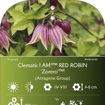 Clematis I AM RED ROBIN (A)