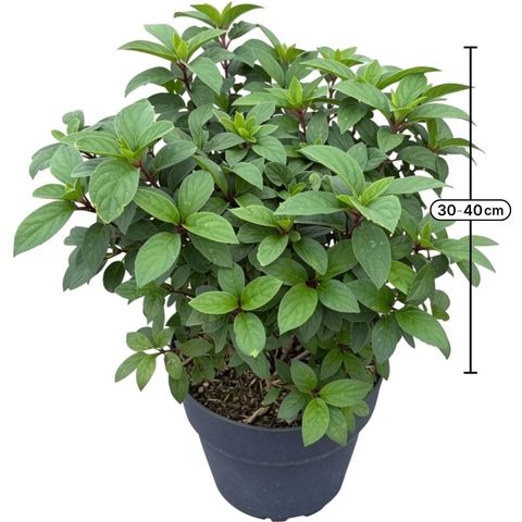 Hydrangea paniculata BOBO