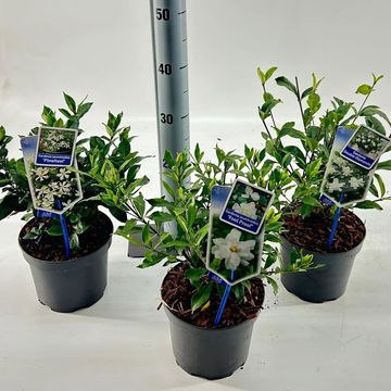 Gardenia jasminoides MIX