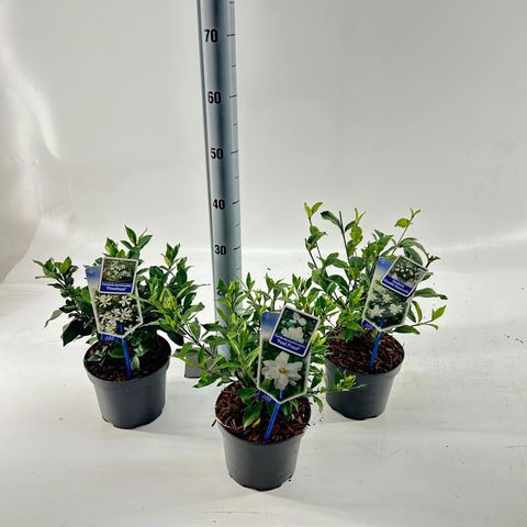 Gardenia jasminoides MIX