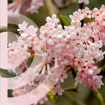 Viburnum x bodnantense 'Dawn'