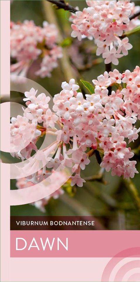 Viburnum x bodnantense 'Dawn'