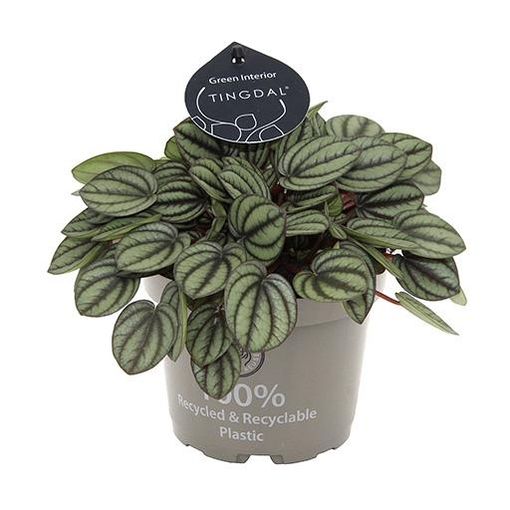 Peperomia 'Piccolo Banda'