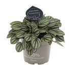 Peperomia 'Piccolo Banda'