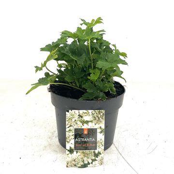 Astrantia major 'Star of Billion'