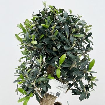Olea europaea
