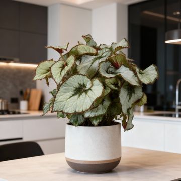 Begonia JUNGLE WONDER ESCARGOT