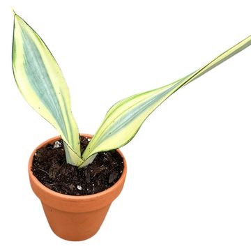 Sansevieria trifasciata 'Moonshine'