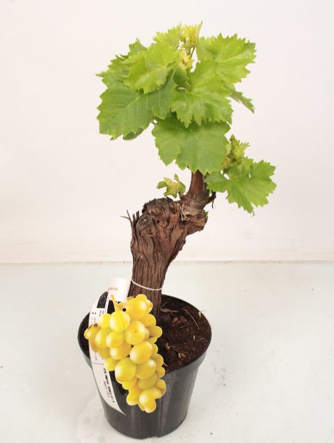 Vitis vinifera