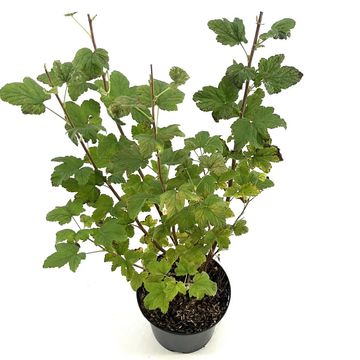 Ribes sanguineum