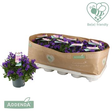 Campanula portenschlagiana AMBELLA INTENS PURPLE