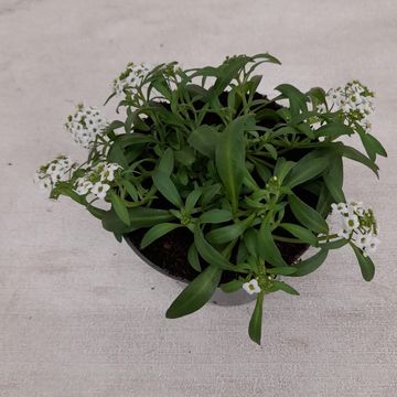 Lobularia EASY BREEZE WHITE