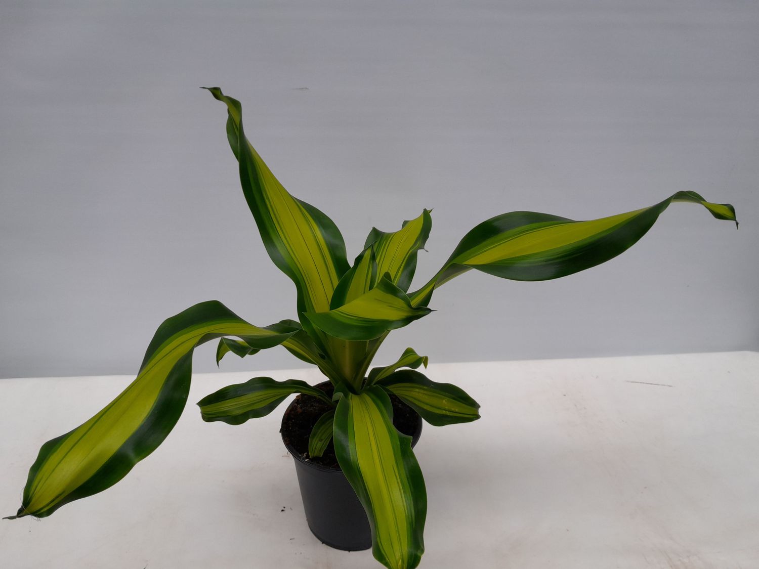 Dracaena fragrans 'Charley' en Baq Raindrop main image 0