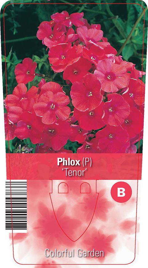 Phlox 'Tenor'