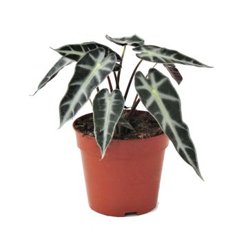 Alocasie BAMBINO ARROW