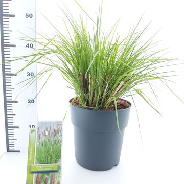 Pennisetum alopecuroides 'Viridescens'