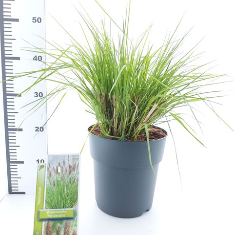 Pennisetum alopecuroides 'Viridescens'