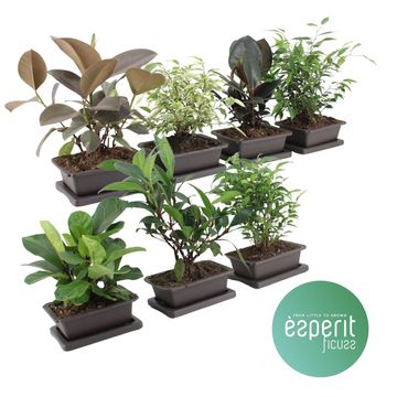 Ficus MIX