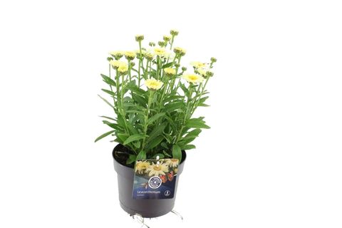 Leucanthemum 'Goldfinch'