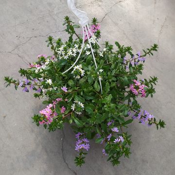 Scaevola aemula MIX IN POT