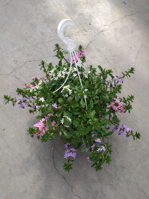 Scaevola aemula MIX IN POT