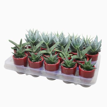 Aloe MIX