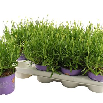 Lavandula angustifolia WHITE FRAGRANCE