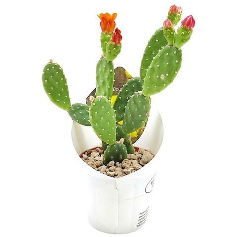 Cylindropuntia spinosior