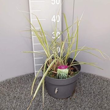 Miscanthus sinensis 'Rigoletto'