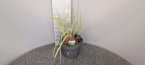 Miscanthus sinensis 'Rigoletto'