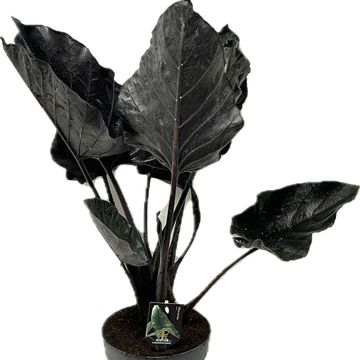 Alocasia 'Antoro Velvet'