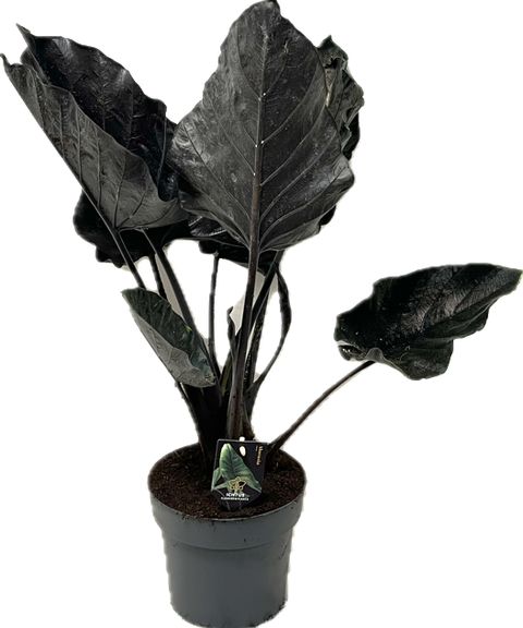 Alocasia 'Antoro Velvet'