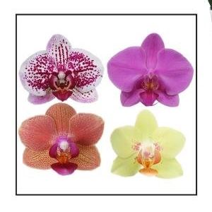 Phalaenopsis MIX (Ter Laak Orchids Midiflora)
