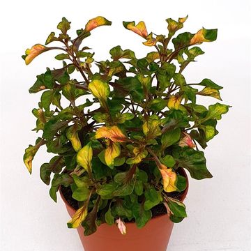 Alternanthera ficoidea 'Rosea'