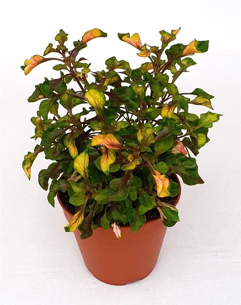 Alternanthera ficoidea 'Rosea'