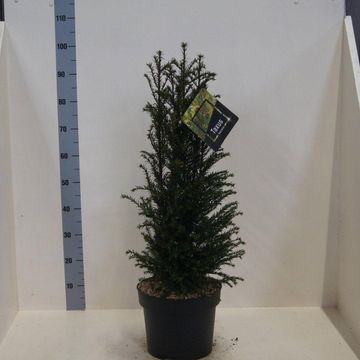 Taxus baccata