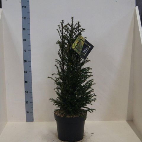 Taxus baccata