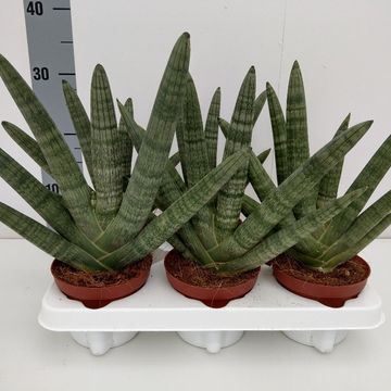 Sansevieria cylindrica SINGAH