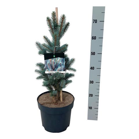Picea pungens 'Iseli Fastigiate'