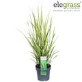 Panicum virgatum 'Northwind'