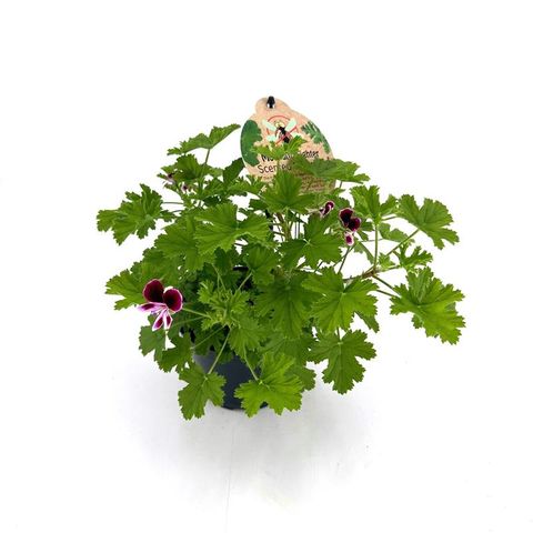 Pelargonium graveolens