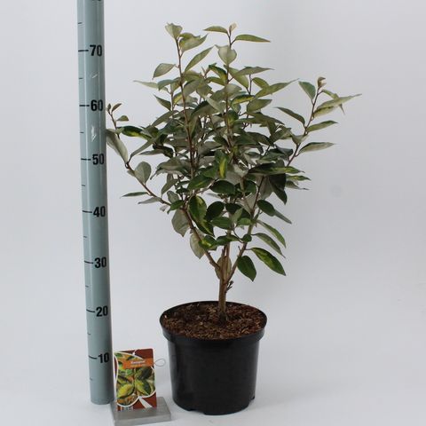 Elaeagnus x ebbingei 'Limelight'