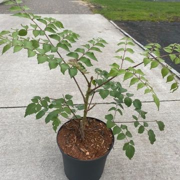 Aralia elata